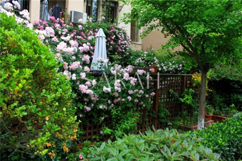 花園設計“園集獎”優秀作品：薩拉的花園