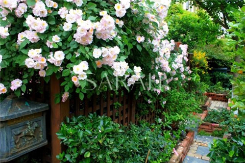 花園設計“園集獎”優秀作品：薩拉的花園