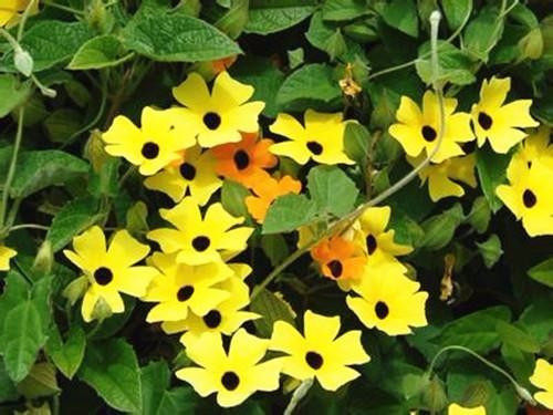 適合在家中陽臺種植的藤本植物