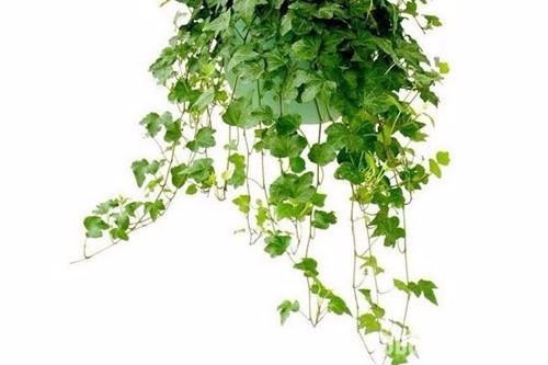 適合在家中陽臺種植的藤本植物