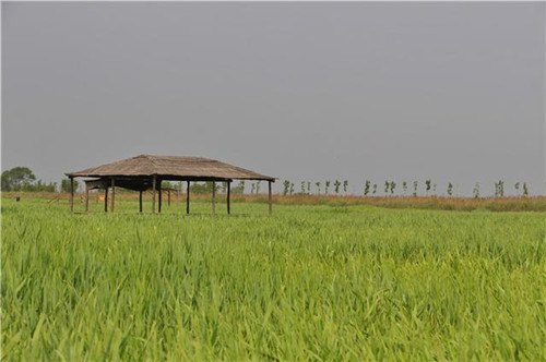 鳥類天堂——河北唐山曹妃甸濕地