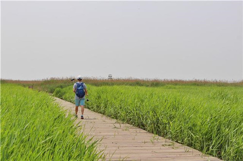 鳥類天堂——河北唐山曹妃甸濕地