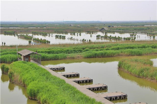 鳥類天堂——河北唐山曹妃甸濕地