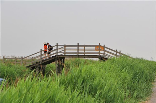 鳥類天堂——河北唐山曹妃甸濕地
