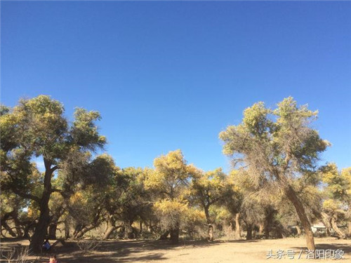 內蒙古自治區額濟納旗胡楊之美