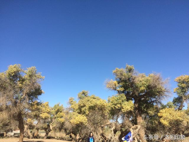 內蒙古自治區額濟納旗胡楊之美