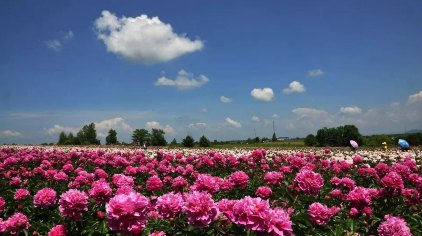 長白山高山牡丹園即將開園迎客