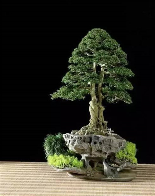 制作盆景的心路歷程