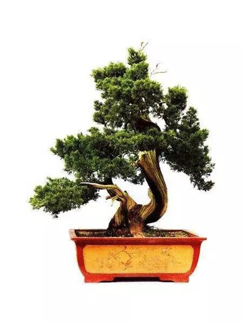 制作盆景的心路歷程