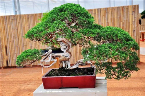 制作盆景的心路歷程