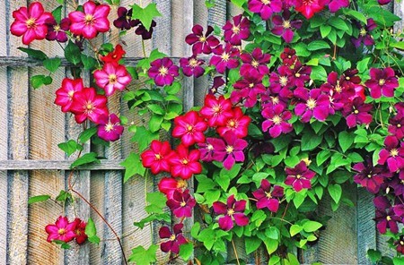 封閉小區的圍欄為什么要種植蔓藤植物