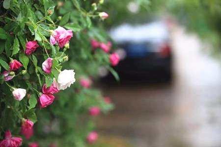 封閉小區的圍欄為什么要種植蔓藤植物