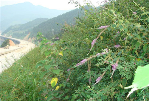 邊坡綠化對植物的選擇原則