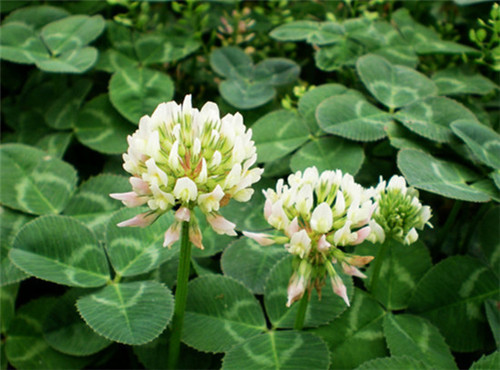 邊坡綠化對植物的選擇原則