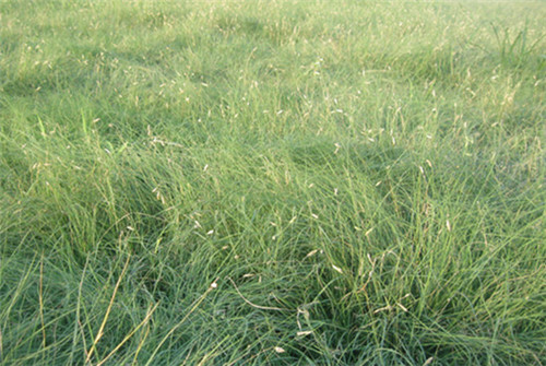 邊坡綠化對植物的選擇原則