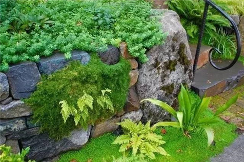 景觀設(shè)計:石頭縫里的景觀