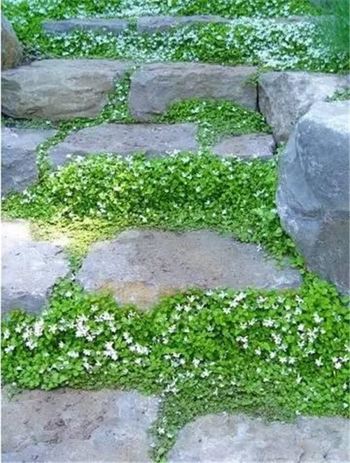 景觀設(shè)計(jì)：石頭縫里的景觀