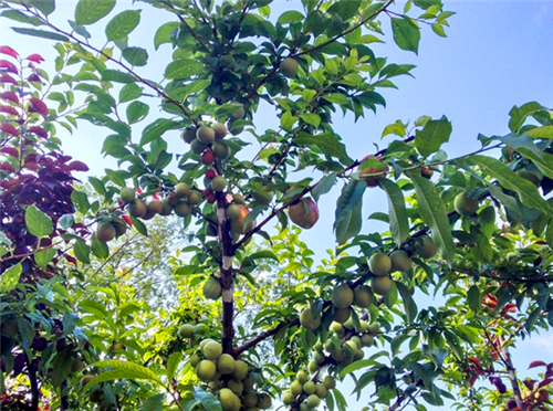 紐約藝術(shù)家種出百寶樹　一棵樹上41種水果