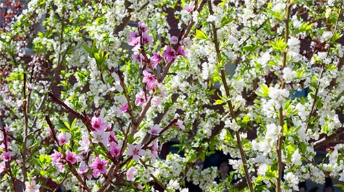 紐約藝術(shù)家種出百寶樹　一棵樹上41種水果