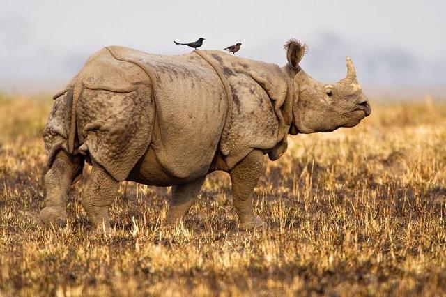 世界各大洲最出名的自然保護區