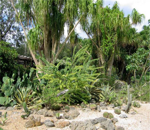 精美絕倫的多肉植物園林景觀美不勝收！