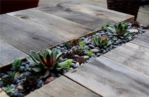 精美絕倫的多肉植物園林景觀美不勝收!