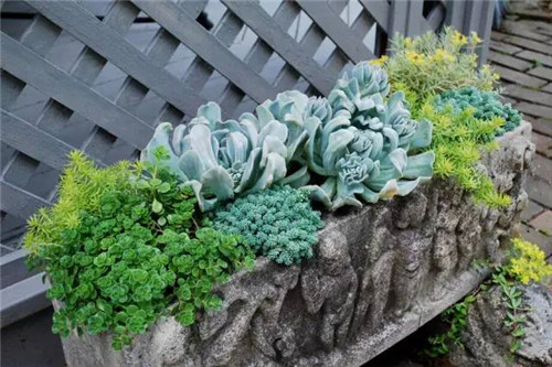 精美絕倫的多肉植物園林景觀美不勝收！