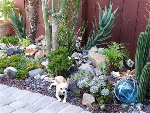 精美絕倫的多肉植物園林景觀美不勝收！