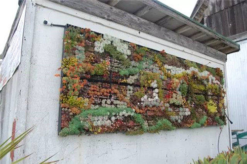 精美絕倫的多肉植物園林景觀美不勝收！