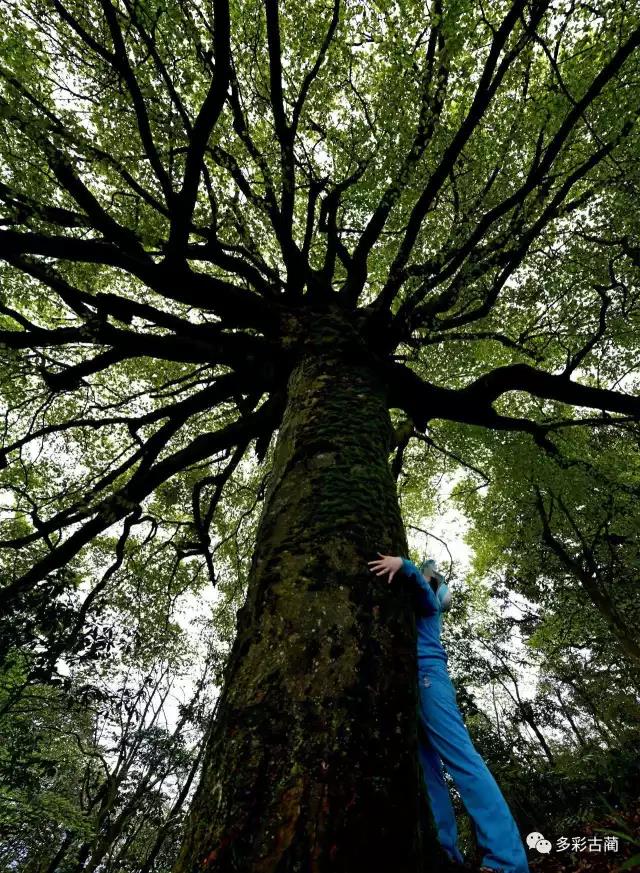 四川黃荊老林創(chuàng)囯家級森林公園通過評審！