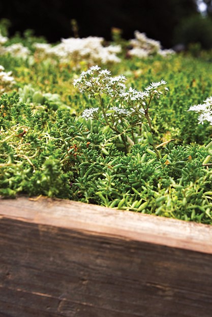 綠色屋頂美學觀念的轉變及其實踐