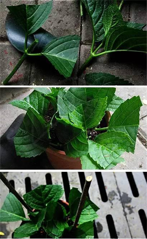 夏季的陽臺繡球花種植指南