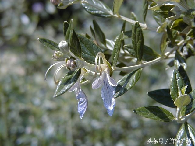 適用于庭院或屋頂綠化芳香植物水果蘭