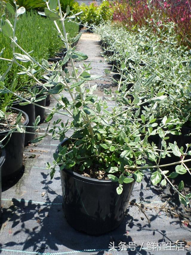 適用于庭院或屋頂綠化芳香植物水果蘭