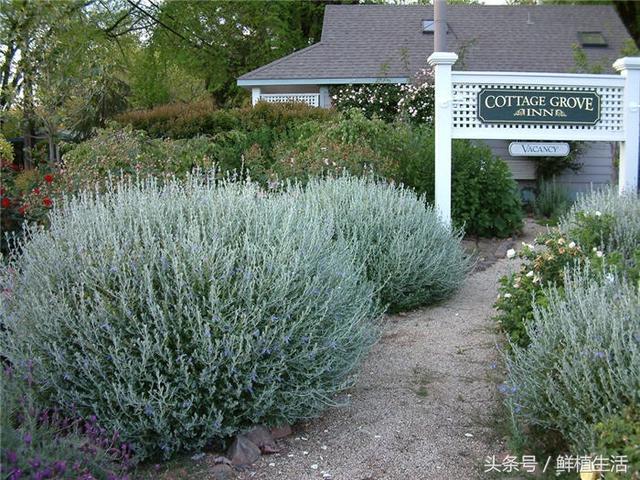 適用于庭院或屋頂綠化芳香植物水果蘭