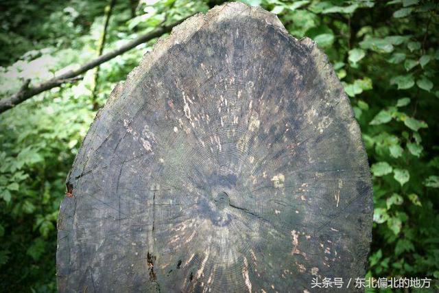 紅松的集中自然保護區(qū)——五營森林公園