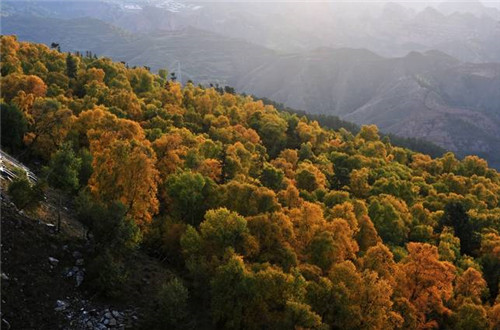 青海最美森林公園