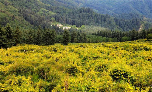 青海最美森林公園