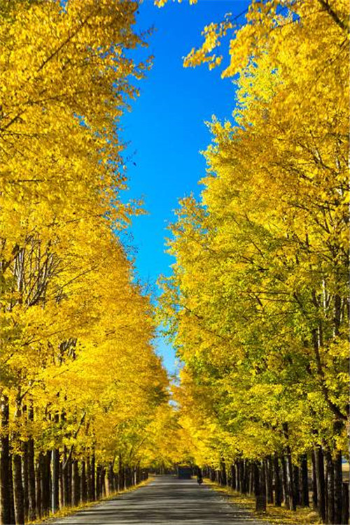 青海最美森林公園