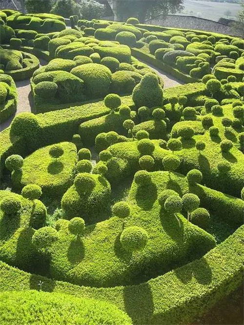 這些造型植物簡直逆天了!