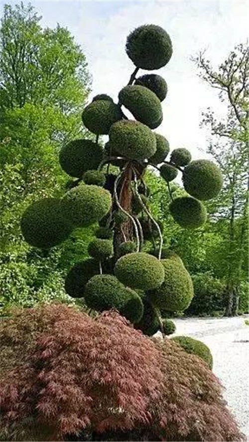 這些造型植物簡直逆天了！