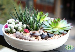 組合盆栽DIY 打造私家小花園