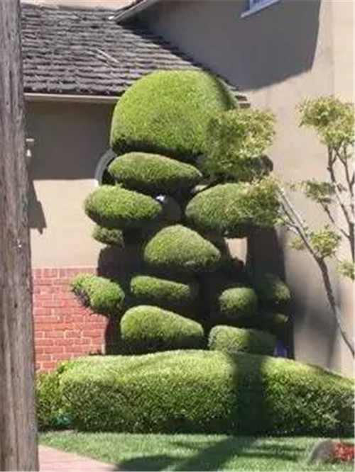 這些造型植物簡直逆天了！