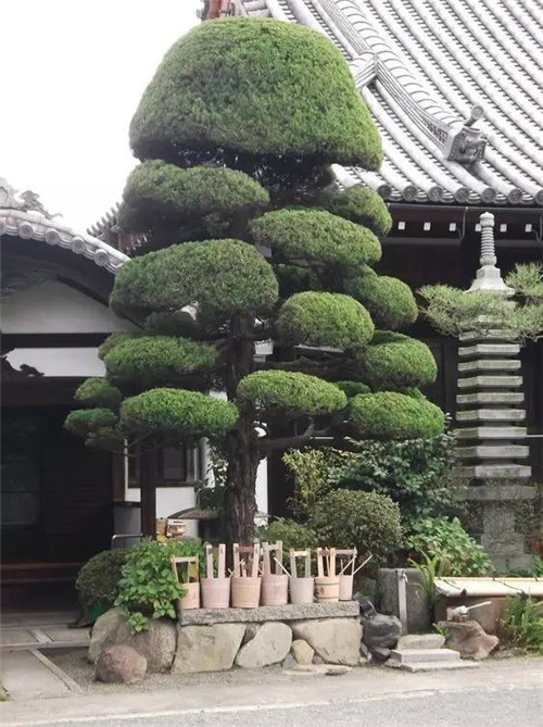 這些造型植物簡直逆天了！