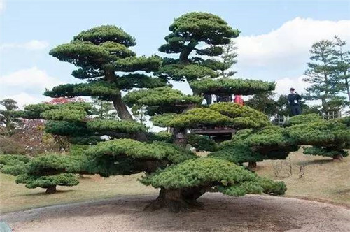 這些造型植物簡直逆天了！