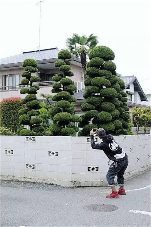 這些造型植物簡直逆天了！