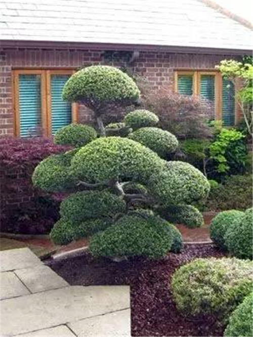 這些造型植物簡直逆天了！