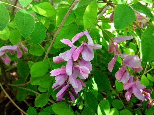 北方的夏花——花木藍