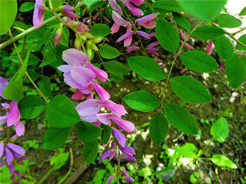 北方的夏花——花木藍