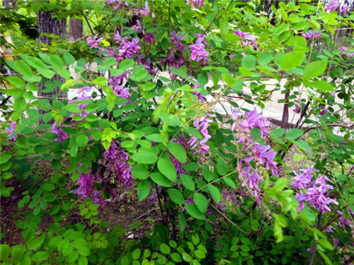 北方的夏花——花木藍